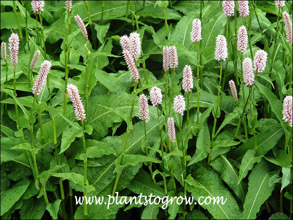 European Bistort (Persicaria bistorta)
